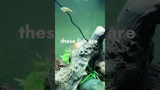 White Cloud Minnows | Small Freshwater Fish