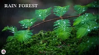 🌧️ Rainforest Enjoy the Soothing Rain Sound to Sleep, Study, Relax, Reduce Stress🎼