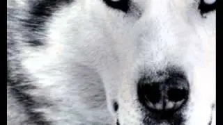 Lobo (Demo Heavy Power Metal)