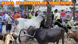 FEIRA DE ANIMAIS DE UMBUZEIRO PARAÍBA 09/11/2024