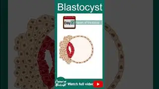 Blastocyst | 1 minute Dev bio