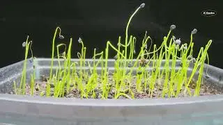 Growing Leeks from Seed: Time Lapse Video of the Entire Process