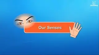 Our Senses - Introduction to Five Senses For Kids | Periwinkle