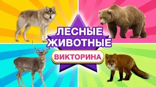 ВИКТОРИНА Дикие животные - Кто живет в лесу - развивающие мультики Монтессори для самых маленьких