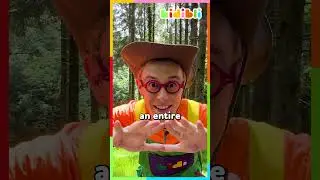 Let's go on an adventure to discover dinosaurs! 🦖 | Kidibli 