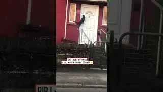 Cat knocks on door 🤣 (🎥: contentbible)