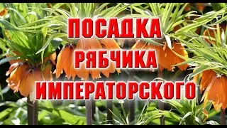 Посадка рябчика императорского