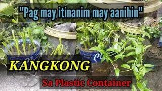 PAANO MAGTANIM ng KANGKONG sa PLASTIC CONTAINER