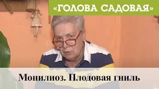 Голова садовая - Монилиоз. Плодовая гниль