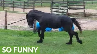 Horses play in the rain just like little kids