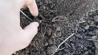 Обзор пшеницы! Прорастание, глубина заделки, влага!