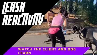 Watch as I coach a client through her 100lb dogs leash reactivity.