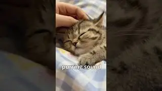 Cat'll Love U for 3 Cat Sounds! 