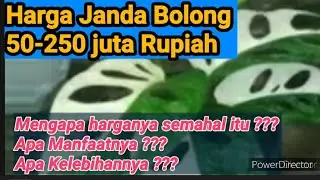 MENGAPA TANAMAN JANDA BOLONG MAHAL ??? ||APA MANFAATNYA ???