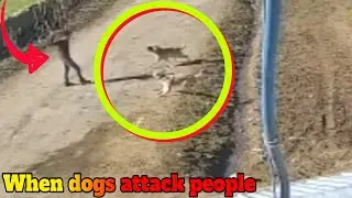 Dogs Attacking People  Compilation!!!