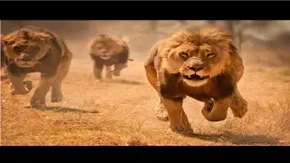 Lion Attacks Car Full of Tourists