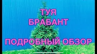 🌲Туя западная БРАБАНТ⭐️Подробный ОБЗОР ✨как посадить✨как ухаживать✨как выглядит в разном возрасте🐝