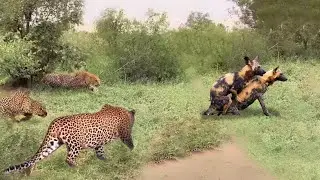 Wild Dogs Take Revenge! The Leopard Died Tragically After Daring To Kill The Wild Dog Leader