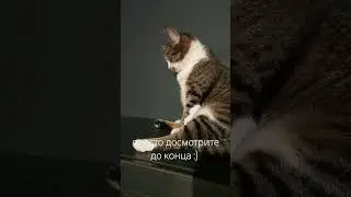 Когда заиграл котов :)