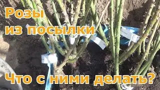 Розы из посылки. Что делать. Сохранение роз весной до посадки. Высадка саженцев роз весной в грунт.