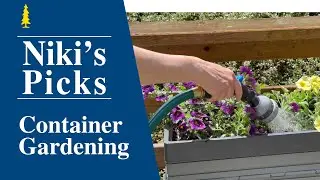 Niki's Picks | Container Gardening