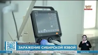 В поселке Топар обнаружили локальный случай сибирской язвы