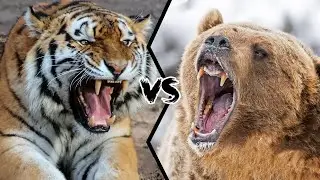 Siberian Tiger vs Grizzly Bear - Who would win ?