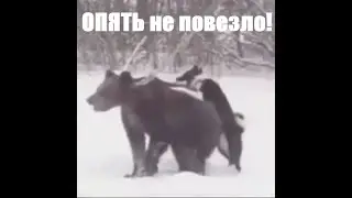 Случка мишки и собаки! 