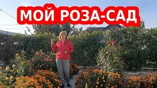 Питомник роза сад, розарий, любимые цветы. Где купить саженцы роз