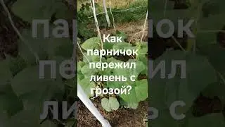 Как высокий парник - огуречник из ПП трубы  пережил ливень с грозой?