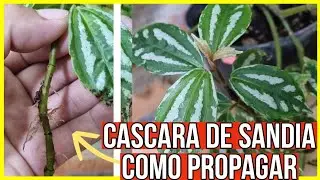 REPRODUCE TU CASCARA DE SANDIA CON ESTE NUEVO METODO / Paso a Paso