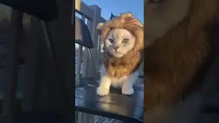 Is This The Cutest Baby Lion Ever?