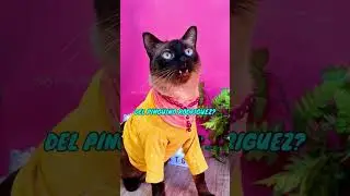 Michi Radio con mis Gatos!📻🤣😹 Recopilacion Divertida