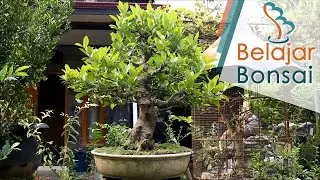 Koleksi Bonsai dan Bahan Bonsai Mas Bowo BowongsoArt