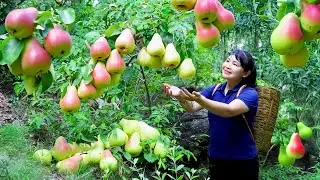 How to Harvesting Pear, goes To Market Sell - Harvesting and Cooking |Tieu Vy Daily Life