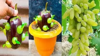 Simple method propagate grape tree with brinjal fruit || how to grow grape tree at home