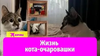 Лупоглазый кот-блогер из Барнаула по имени Фикс