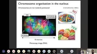 Phase Transitions in the Nucleus of Cells