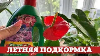 Мужское Счастье, как Кормить Летом