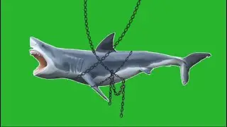 Tiger shark caught in metal chain on green screen background, shark hunter green screen