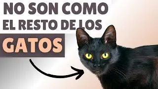 GATOS NEGROS ▶ 9 datos SORPRENDENTES ⚡