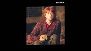 Harry Potter || pets || animal love || 
