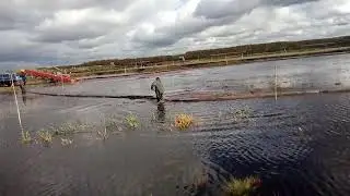 Сбор клюквы на плантации Кремь в Костромской области