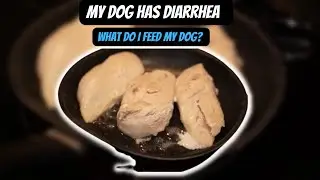 My Dog has Diarrhea: What to Feed my Dog - Part 1