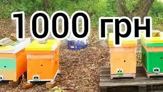 ПОКУПАЮ ПЧЕЛОСЕМЬИ НА 2021. ЧТО ЛУЧШЕ ПАКЕТ ИЛИ ПЧЕЛОСЕМЬЯ. КАК УДВОИТЬ ПАСЕКУ? BEEKEEPING. BEE.