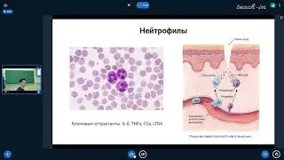 Дюгай И.А. - Машинное обучение в иммунологии и медицине - 2. Клетки и молекулы в иммунных реакциях