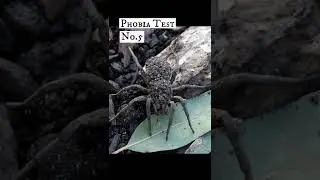 🕷️ Arachnophobia Test - Can You Pass? 😬