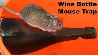 How To Catch Mice With a Wine Bottle. DIY Mouse Trap. Mousetrap Monday