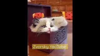 Кто, кто в шкатулке живёт? Ответ тут явно прост - милый кот здесь живёт. Лучшие видео про котов 2022