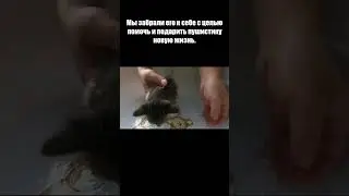 БРОСИЛИ КОТЁНКА НА ПРОИЗВОЛ СУДЬБЫ #shorts